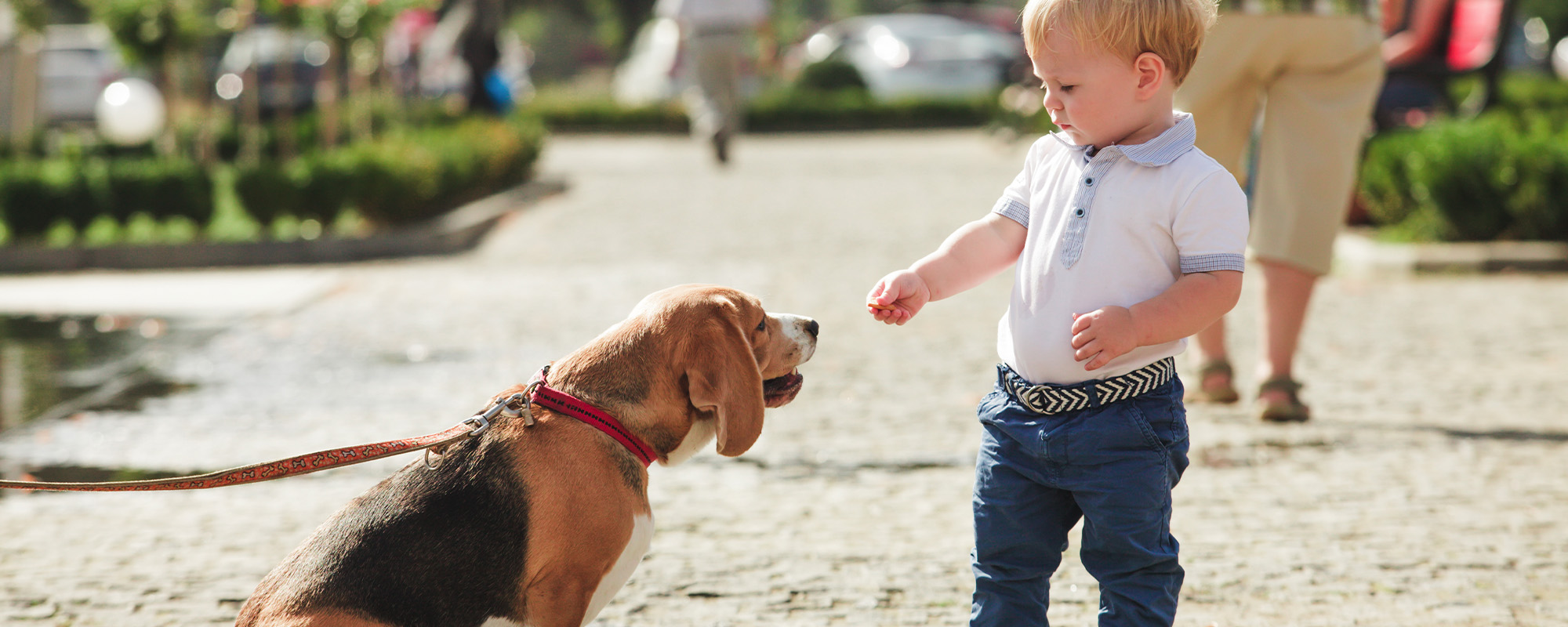 boy is feeding the dog