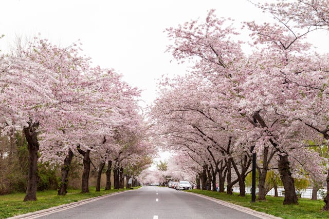 spring road with cherry blossoms