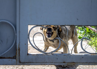 angry looking dog through gate