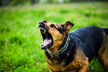 vicious dog